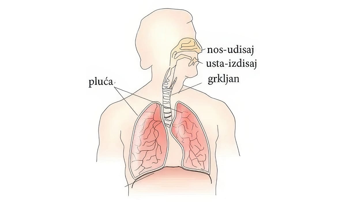 Centar znanja - Sistemi unutar čovjeka (čulo mirisa)