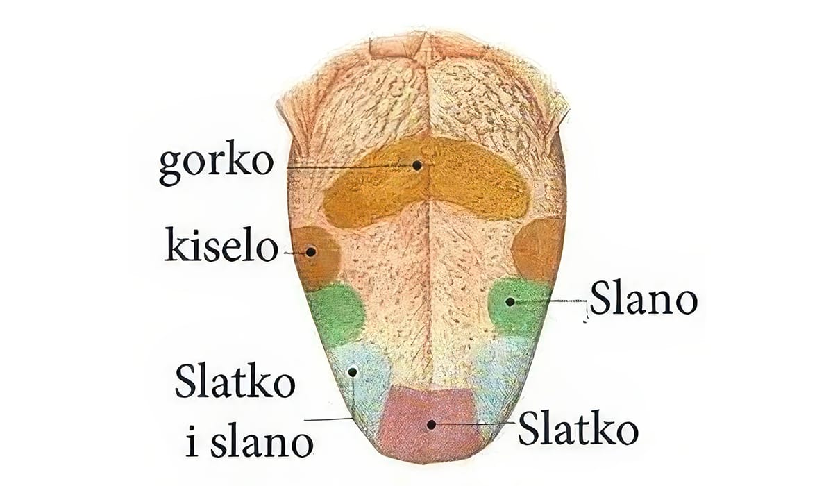 Centar znanja - Sistemi unutar čovjeka (čulo ukusa)